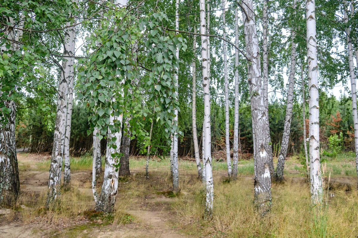 В лесах Татарстана провели санитарную очистку