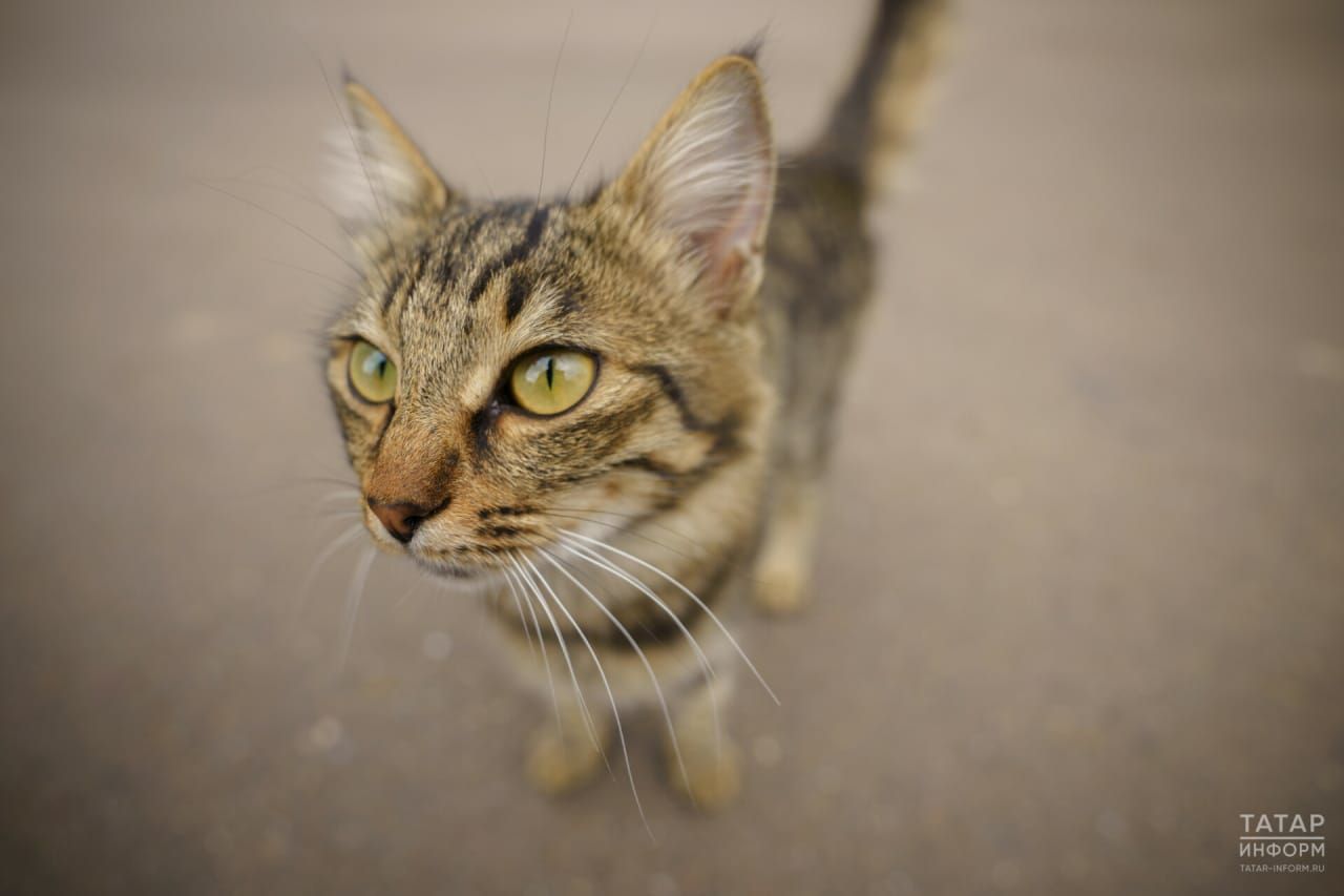 Котырудан профилактика