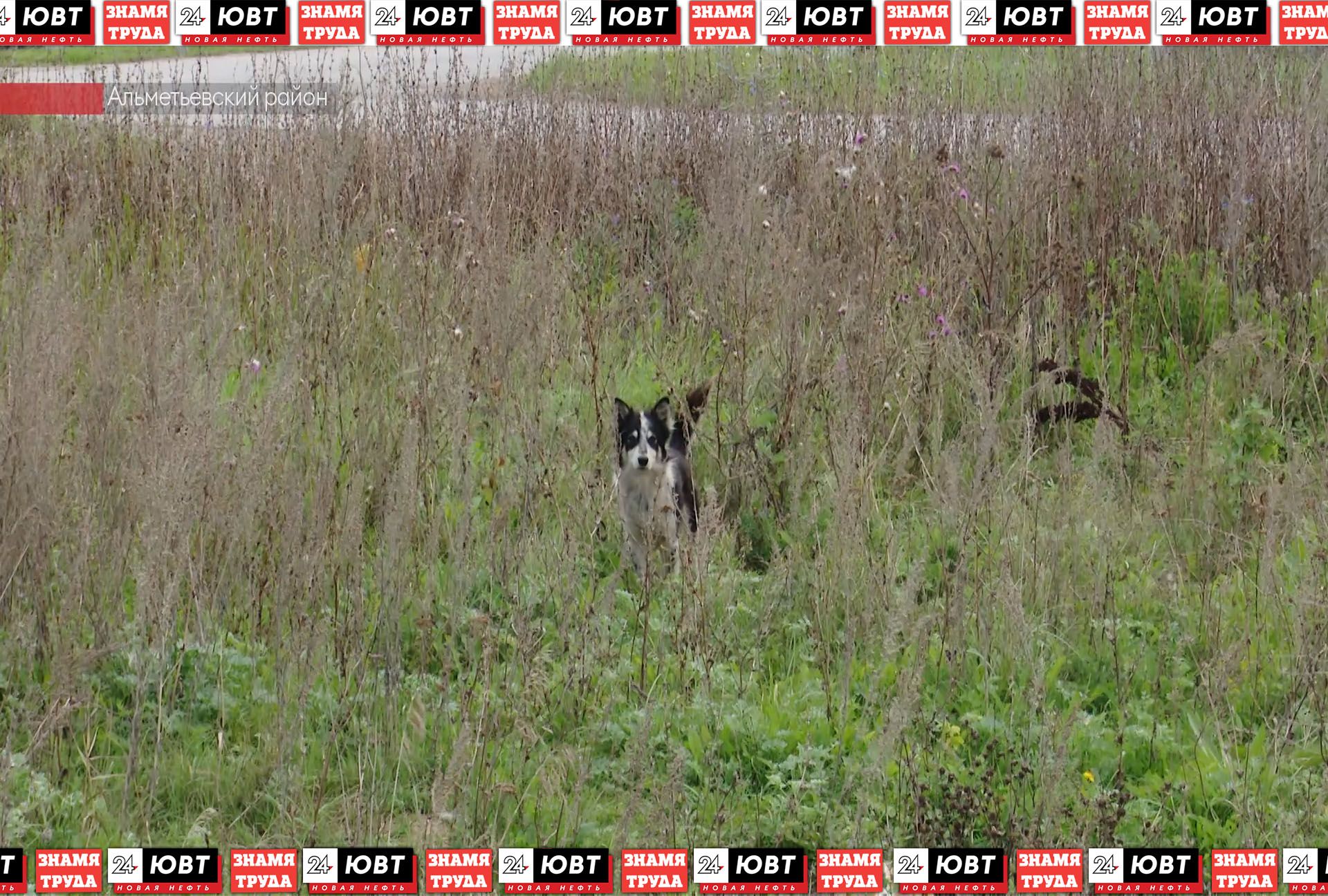 Жители Кульшарипово пожаловались на бездомных собак