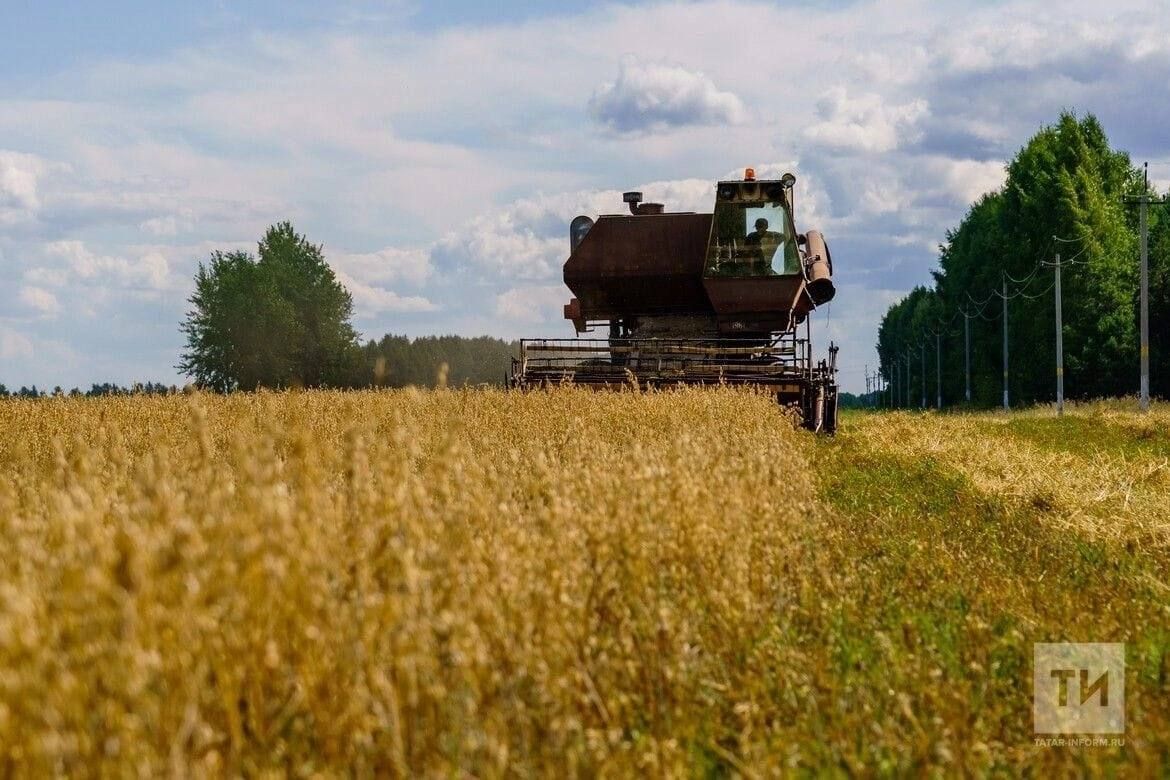 Әлмәт районында урып-җыю эшләренең 77 проценты башкарылган