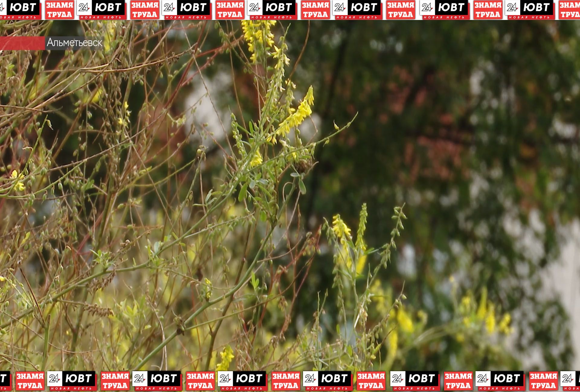 В одном из альметьевских дворов ни разу за сезон не косили траву