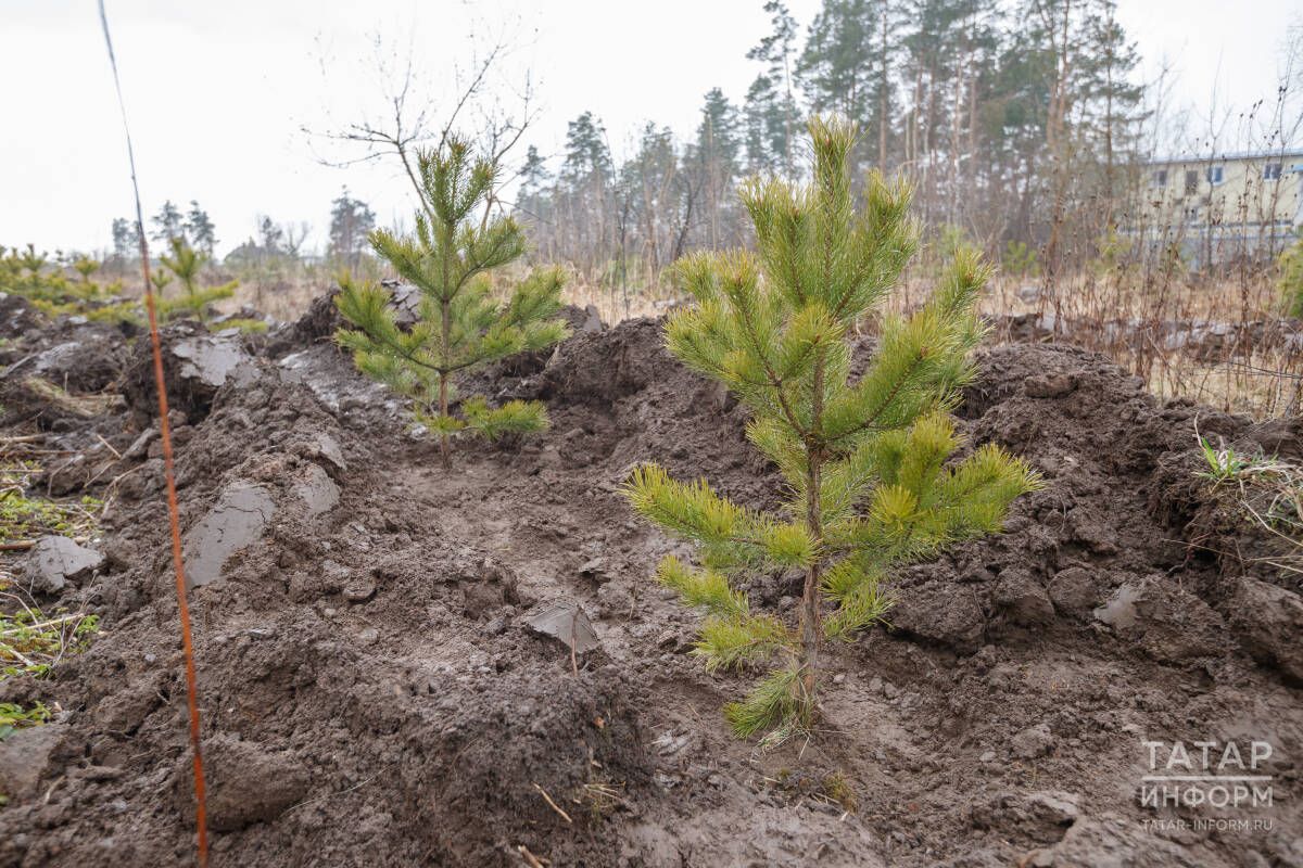 В Татарстане перевели 2,5 тыс. га лесных культур в земли лесного фонда