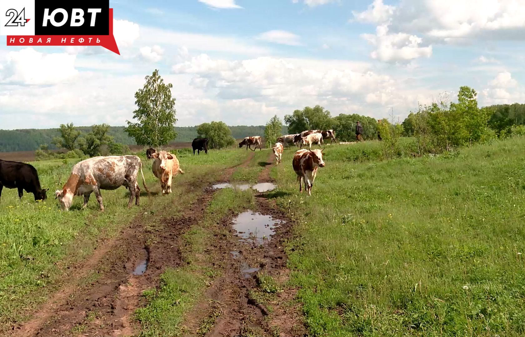 В Заинском районе ввели карантин по бешенству