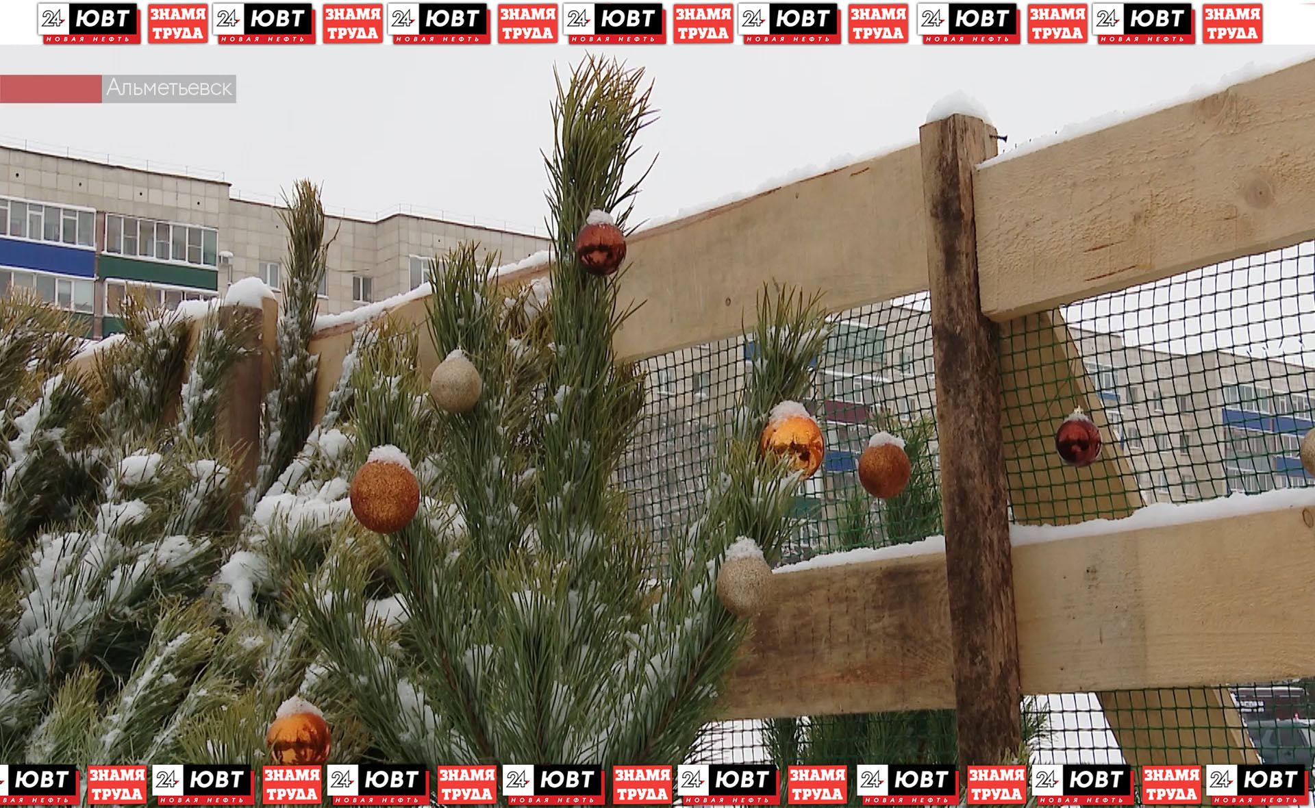 Альметьевцам рассказали, как правильно утилизировать елки