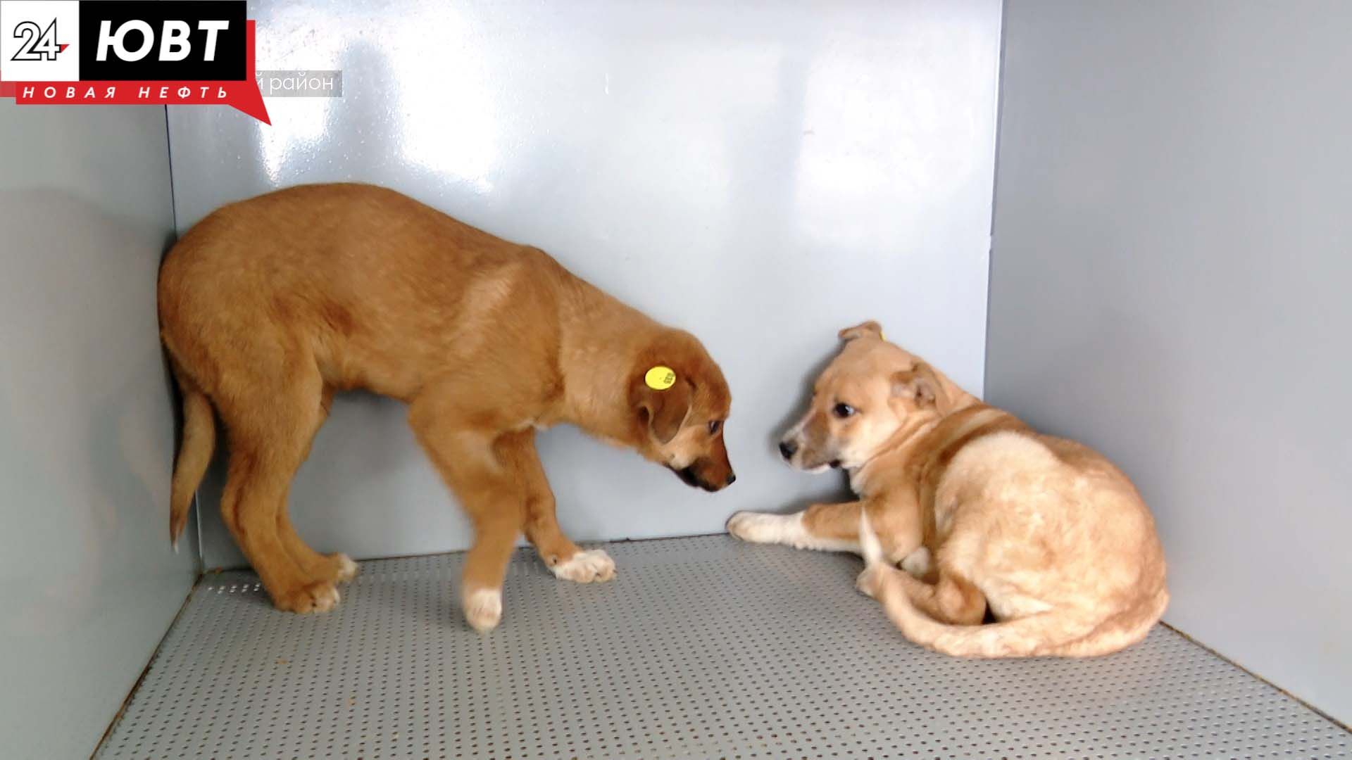 Альметьевцам напомнили, куда можно сообщить о бездомных животных