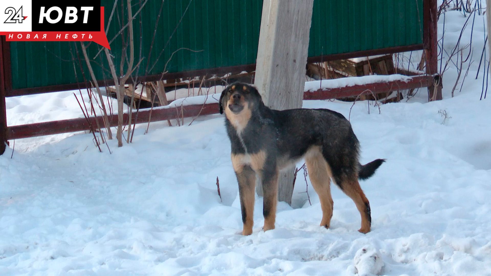 В Зеленодольском районе собаки снова агрессируют на людей