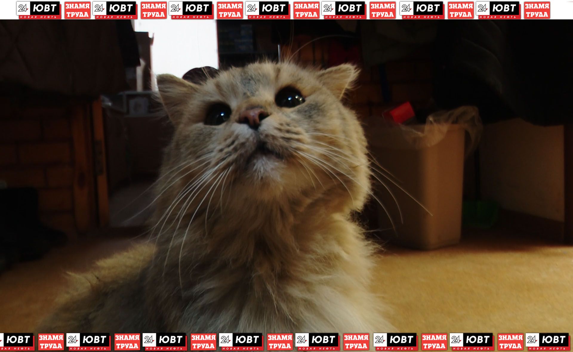 В Альметьевске появился хвостатый волонтер по кличке «Победа»