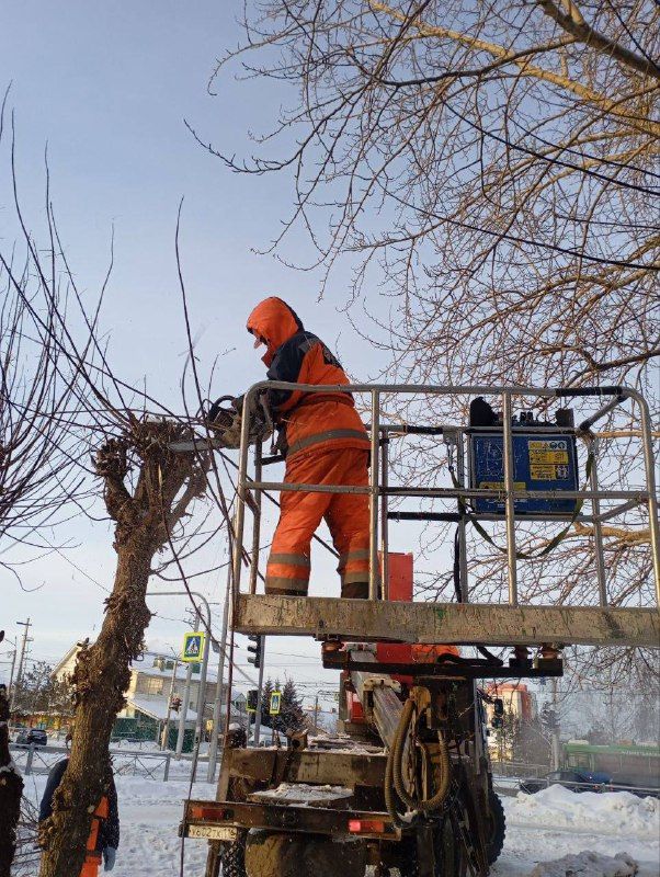 В Альметьевске начались работы по формовочной стрижке деревьев