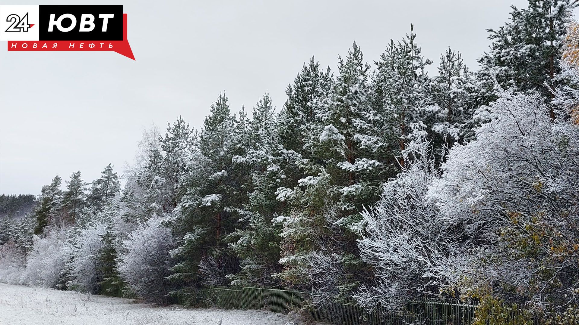 В Бугульминском районе стартовал учет диких животных