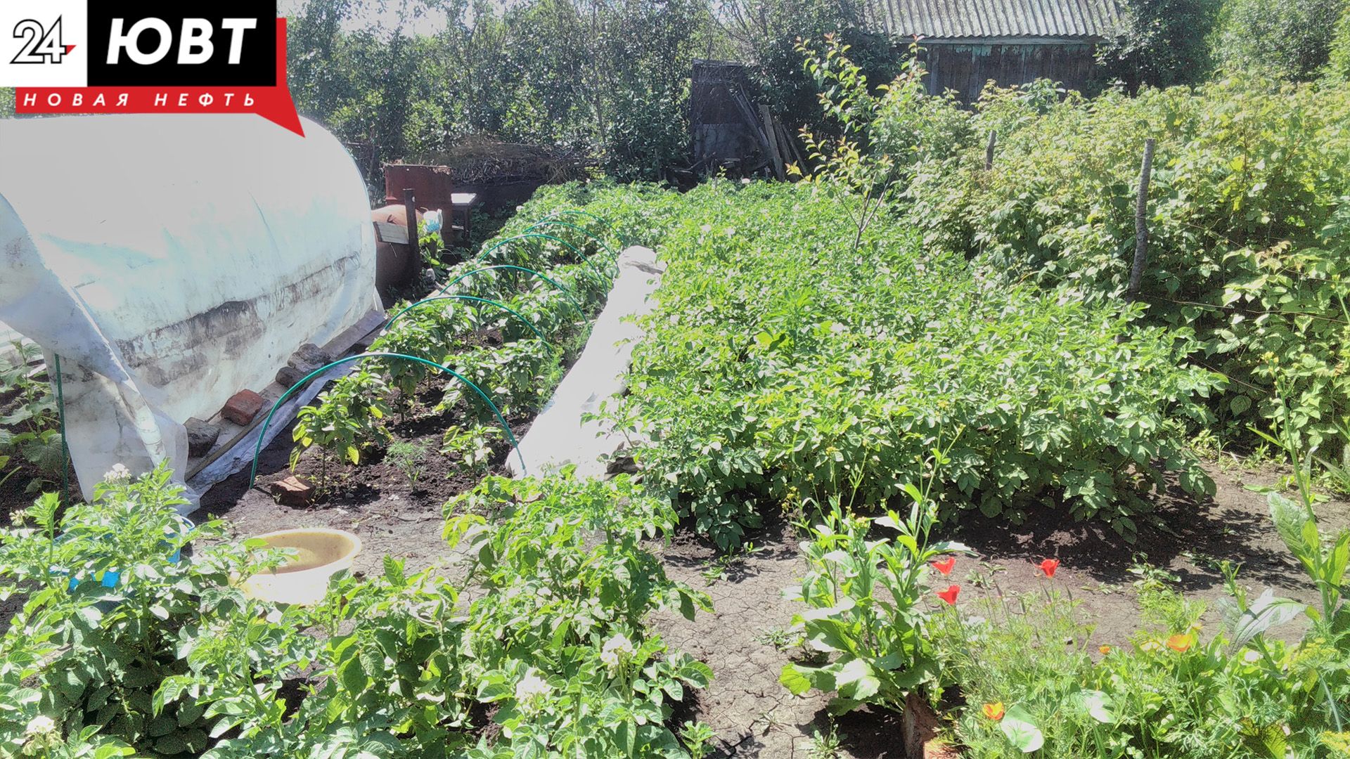 Эксперты назвали частые ошибки огородников при выращивании рассады