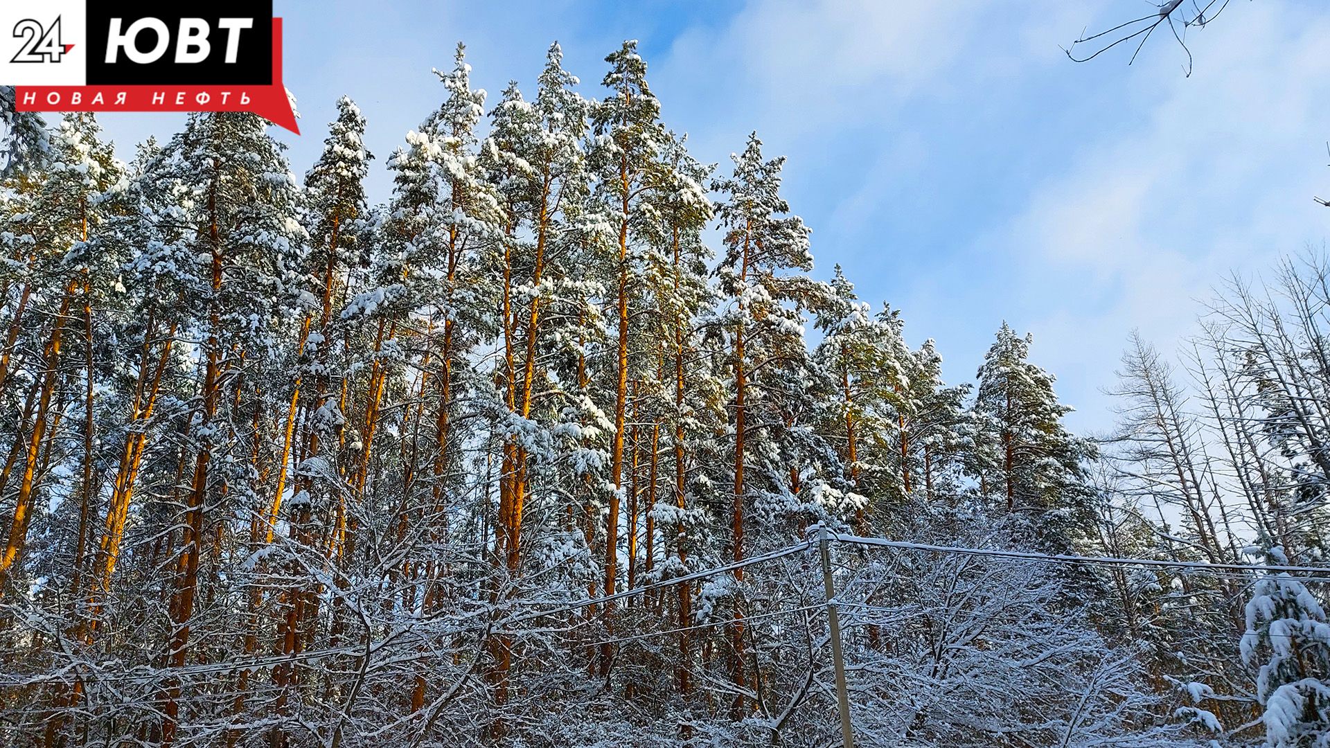 Жителя Альметьевска поймали в лесу с закладкой