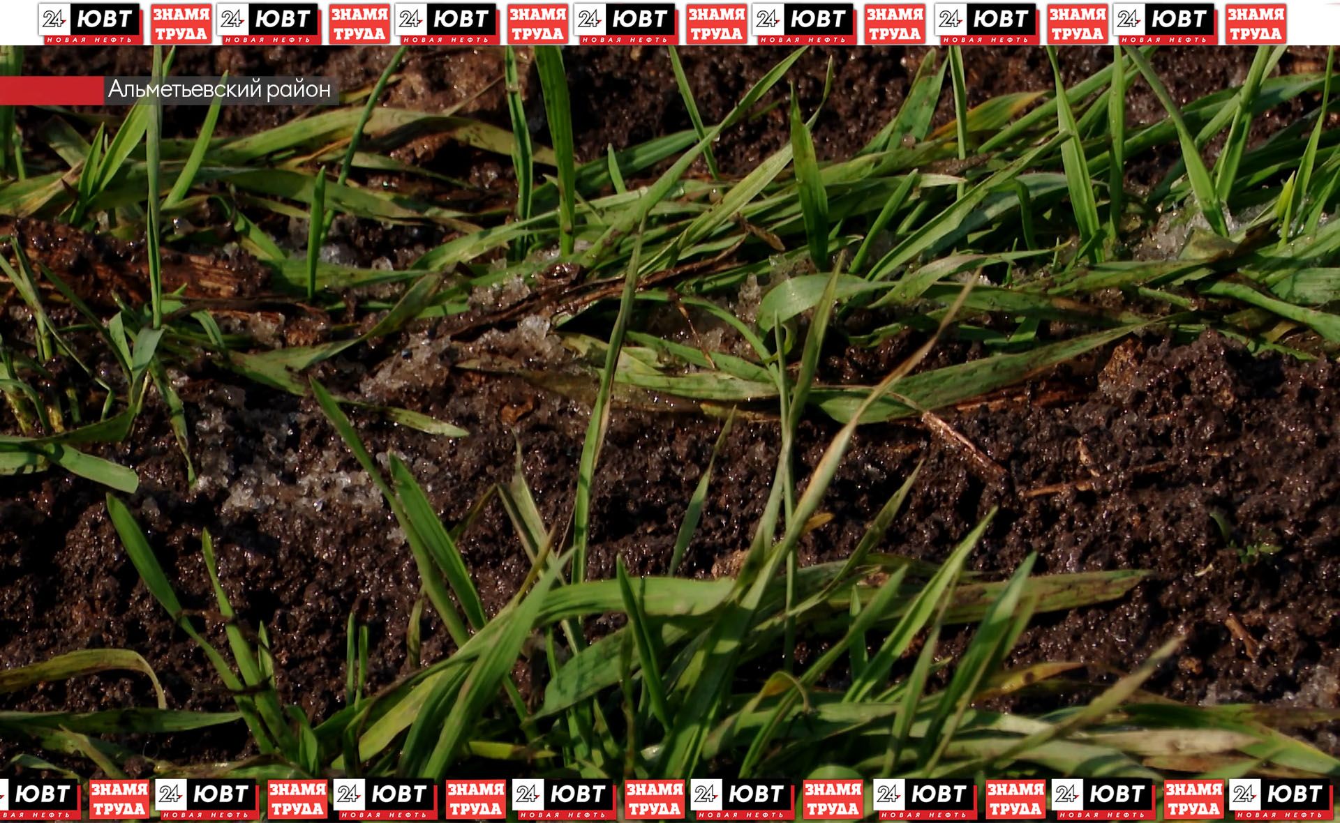 В Альметьевском районе идут проверки озимых культур