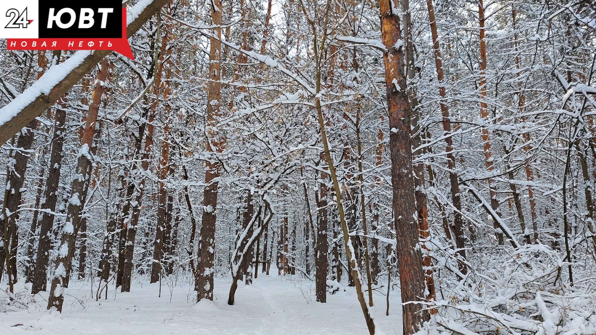 В Буинске спасли раненую косулю, забежавшую на территорию больницы