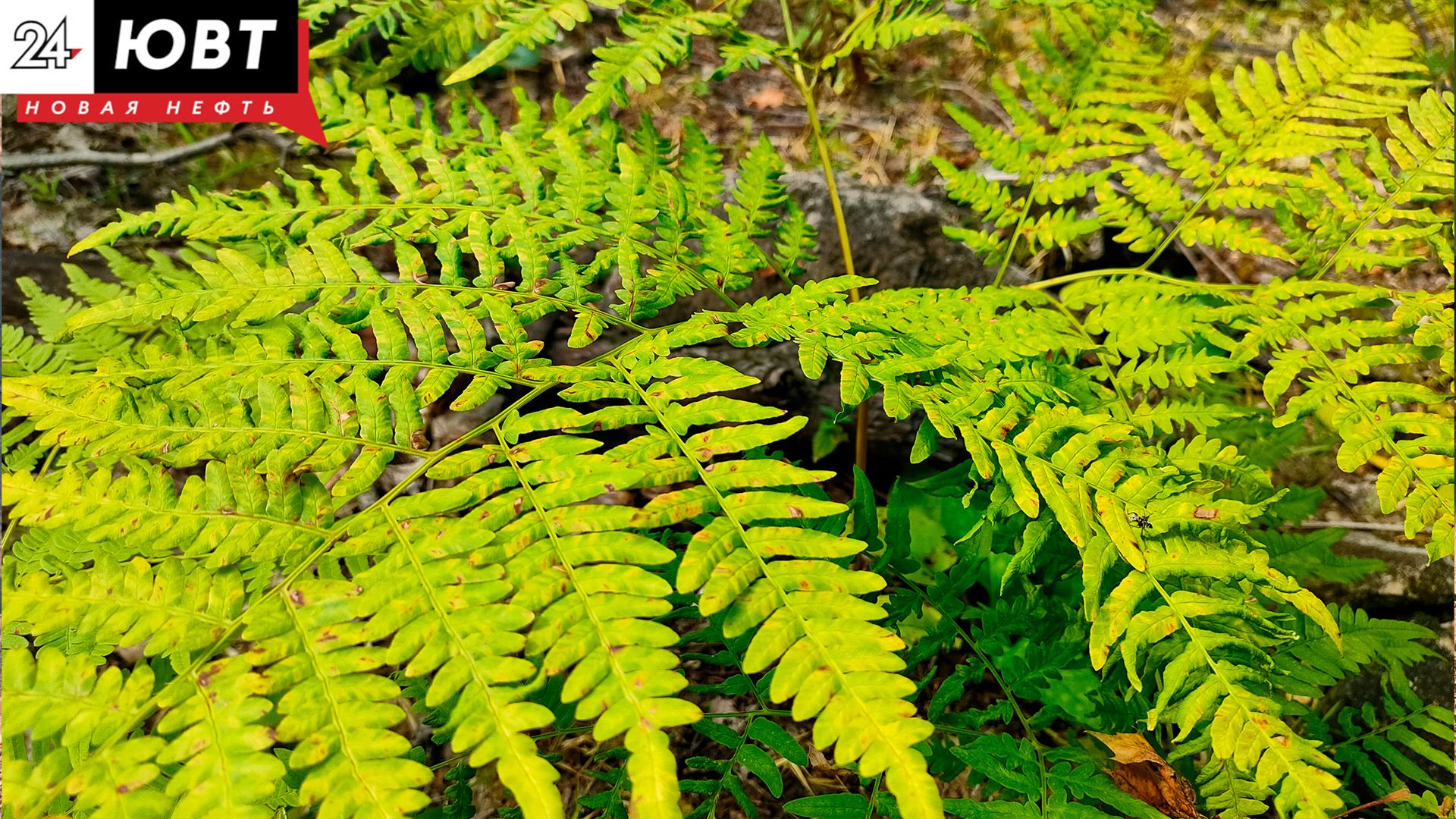 В Альметьевском районе зафиксировали первые укусы клещей