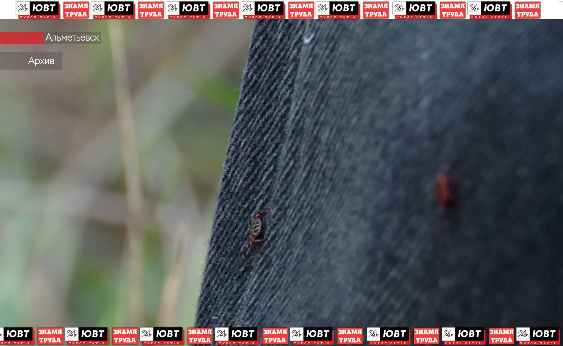 В Альметьевском районе зафиксировали первые укусы клещей