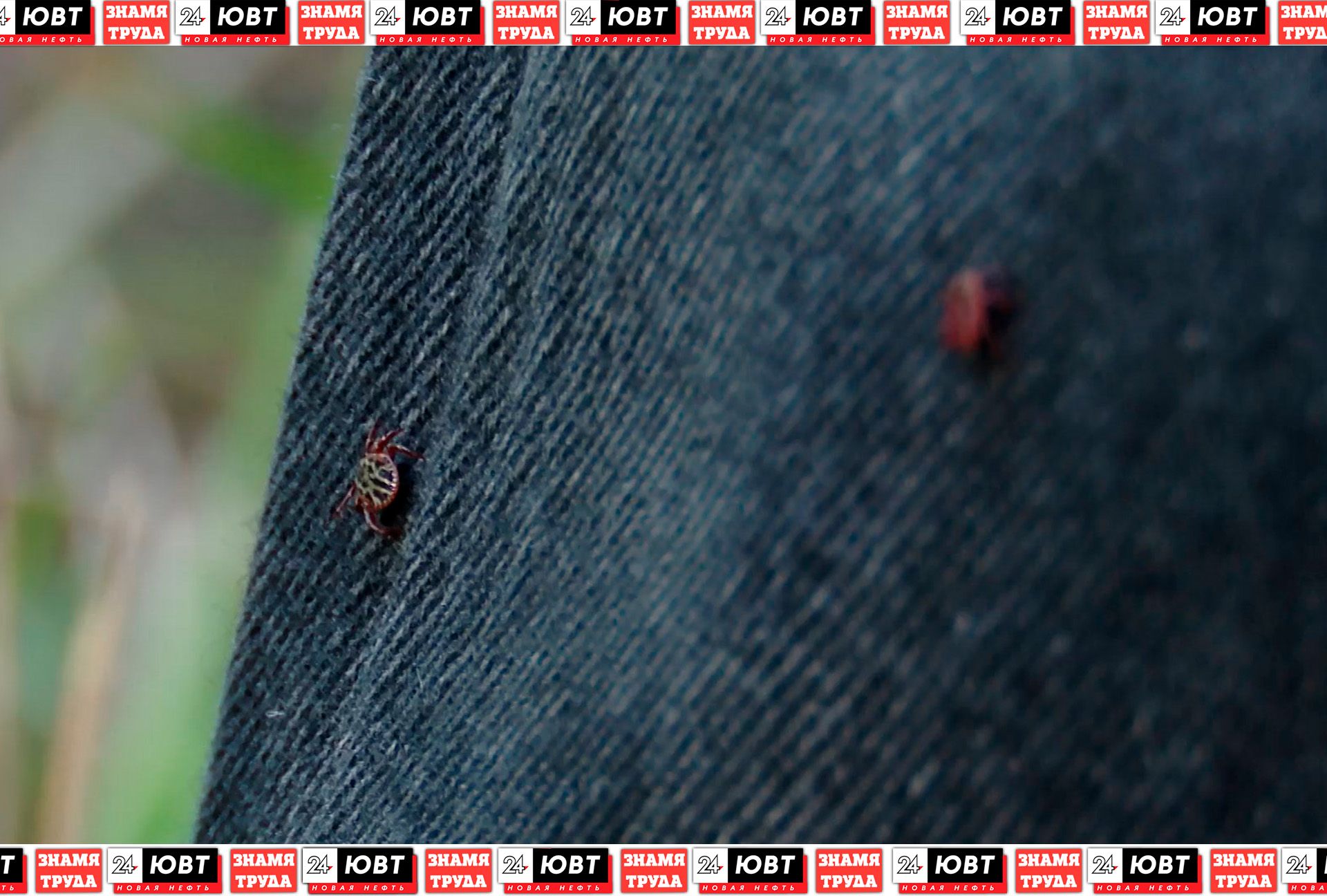 В Альметьевском районе зафиксировали 14 укусов клещей