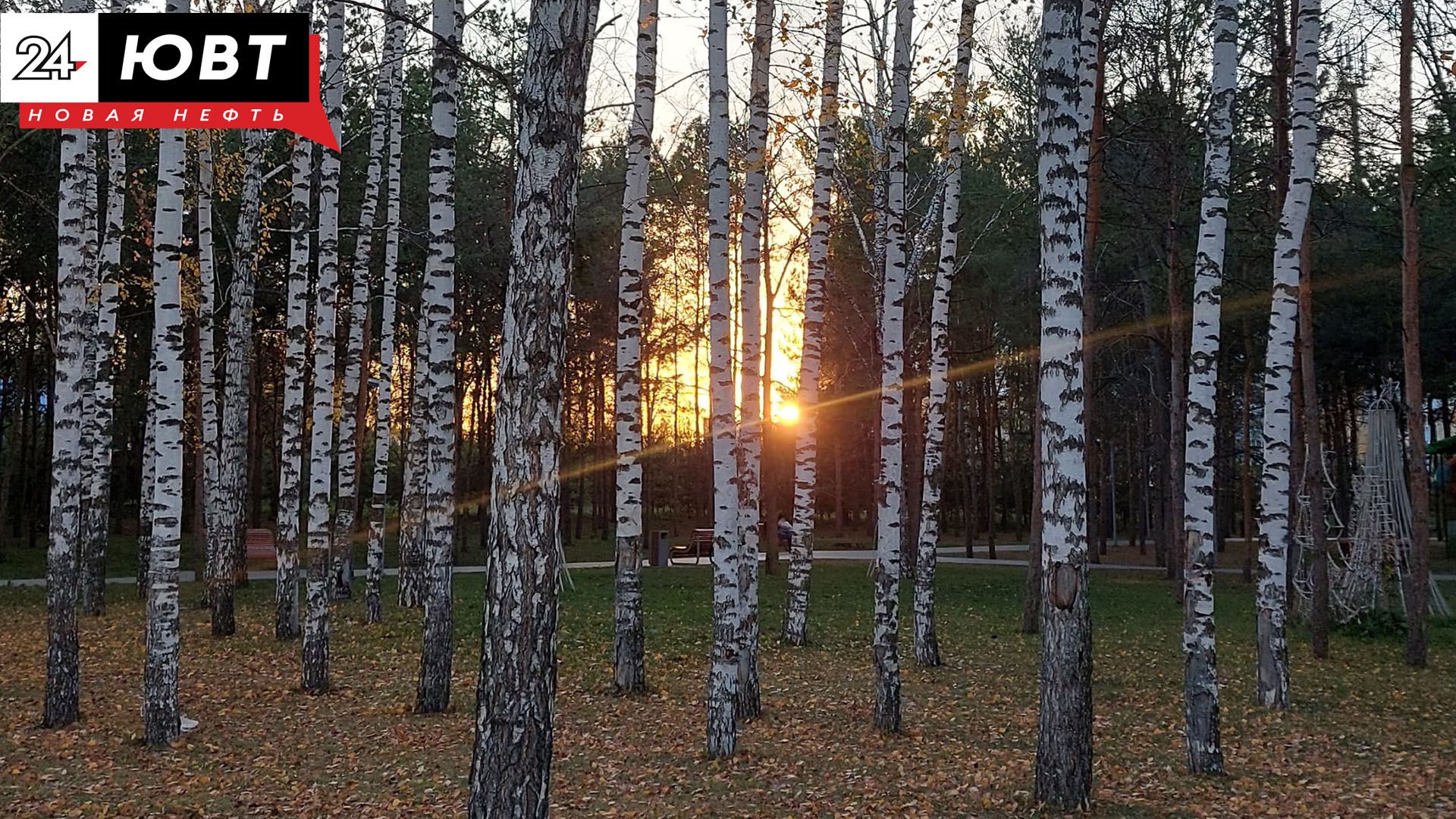 Азнакаевцы незаконно вырубили деревьев на 4,5 миллиона рублей