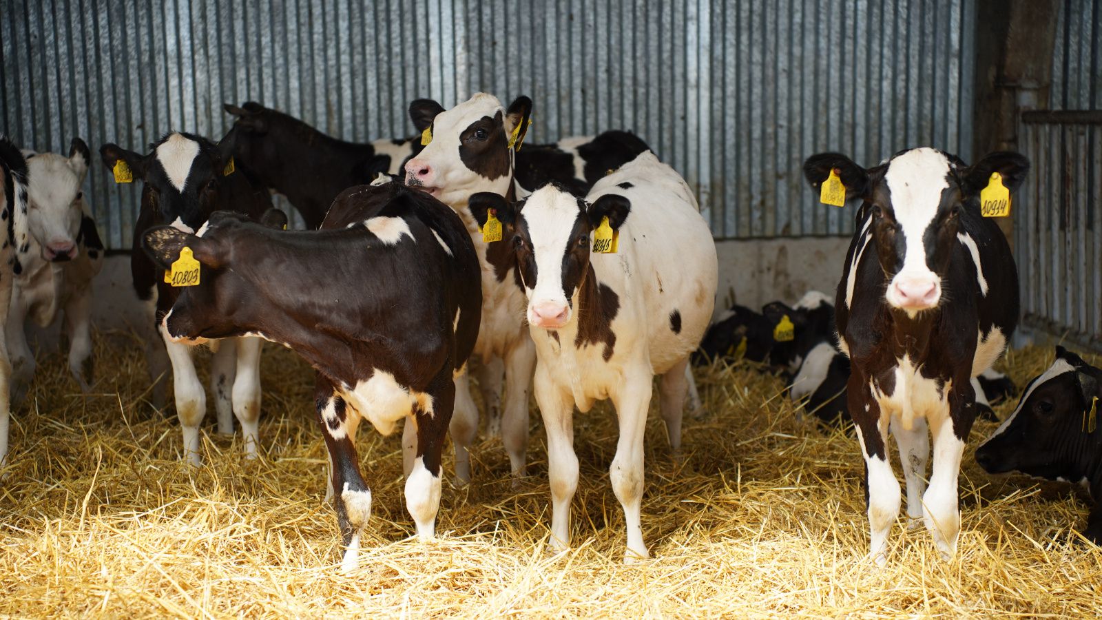 Минсельхозпрод РТ объявил о приеме заявок на возмещение части затрат для ЛПХ