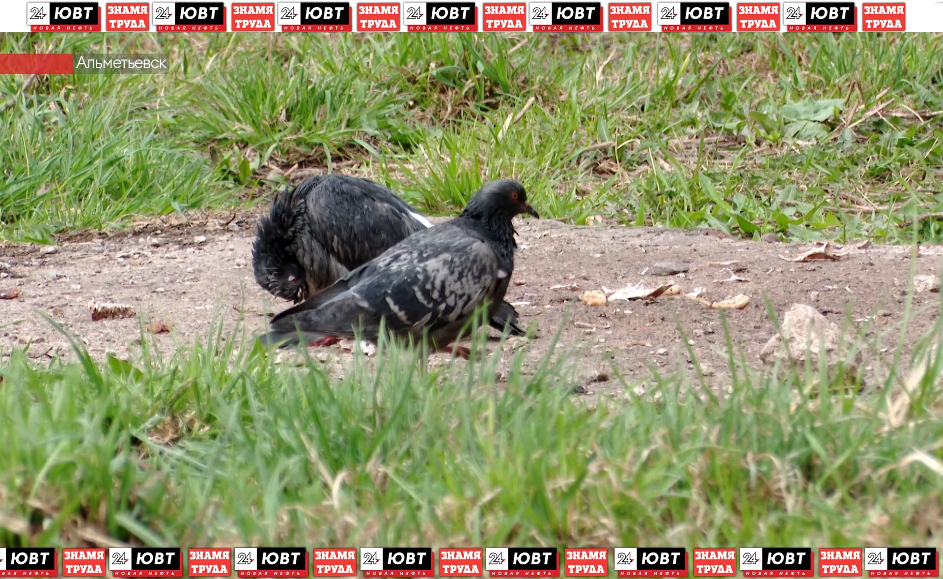 Альметьевцам рассказали о последствиях оставления еды для животных во дворах