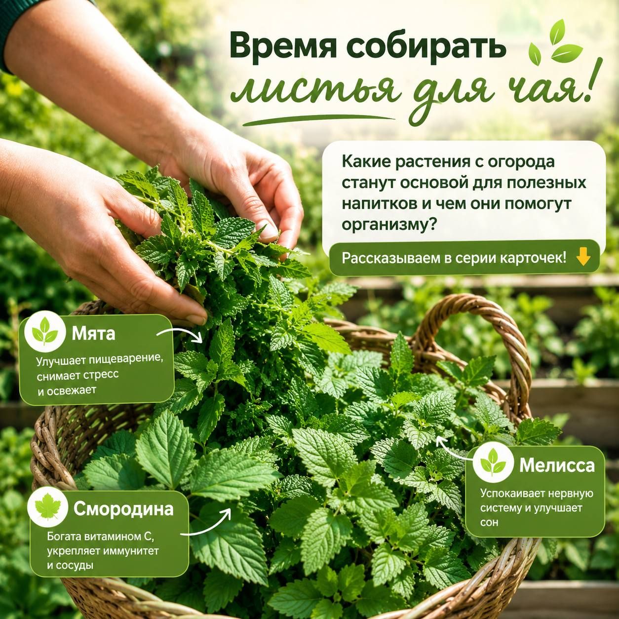 Время собирать листья для чая с огорода: какие чаи можно приготовить и чем они полезны