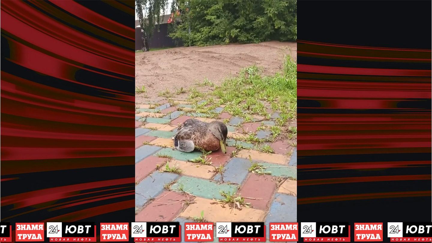 На Каскаде прудов в Альметьевске умирают утки