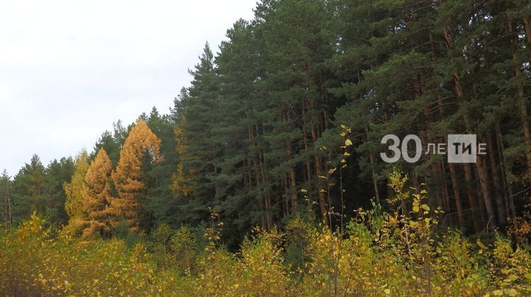 Лесники Татарстана удвоят площадь восстановления лесов в 2020 году до 4,7 тыс. га