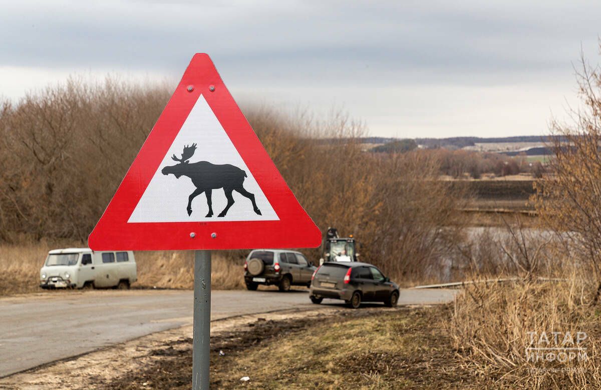 «Столкнувшись с ним, выжить сложно»: водителям напомнили, как не попасть в ДТП с лосем