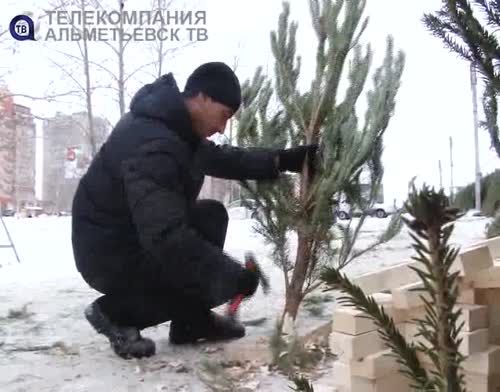 Альметьевцы выбирают новогодние елки
