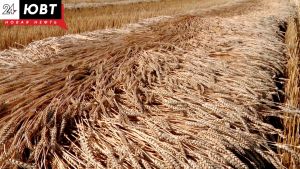 В Татарстане проверят почти 50% зерна
