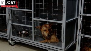 6 июля в Альметьевске будут отлавливать безнадзорных собак