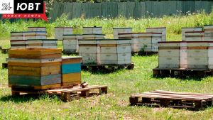 В Альметьевском районе массово гибнут пчелы
