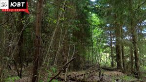 В Альметьевском районе продлен запрет на ограничение посещения лесов