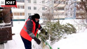 В Альметьевске можно сдать новогодние елки в специализированные пункты