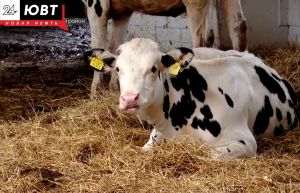 В Заинском и Сармановском районах отменили карантин по бешенству