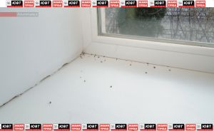 В доме Советская, 171 поселились жужжащие и хвостатые квартиранты