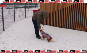 В Альметьевске появилась кинологическая площадка по новому ГОСТу