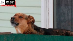 В Казани осудят хозяина собаки, покусавшей 8-летнюю девочку