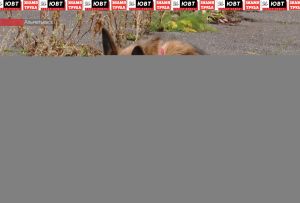 Скончалась девочка, которую в Зеленодольском районе покусали собаки