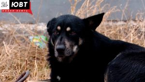 В Казани провели рейд по отлову нечипированных собак