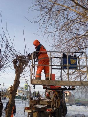 В Альметьевске начались работы по формовочной стрижке деревьев