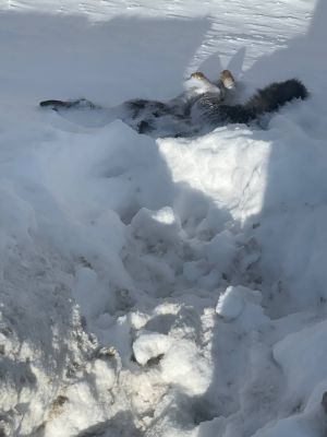 Труп собаки уже двое суток лежит на одной из улиц Альметьевска