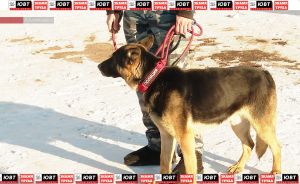 Татарстанцам напоминают о необходимости регистрации собак