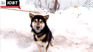 Любовь к бездомным животным обернулась штрафом для жительницы Бавлов