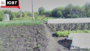 Жителям Татарстана напомнили о штрафах за борщевик