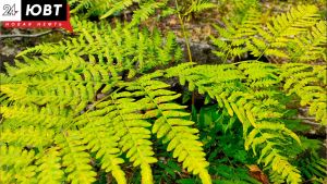 В Альметьевском районе зафиксировали первые укусы клещей