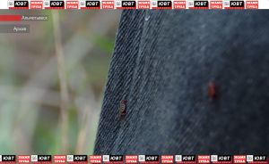 В Альметьевском районе зафиксировали первые укусы клещей