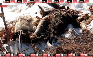 В Урсале обнаружили выброшенные останки животных