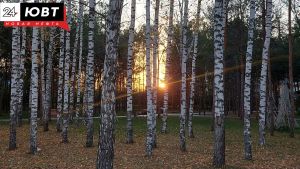 Азнакаевцы незаконно вырубили деревьев на 4,5 миллиона рублей