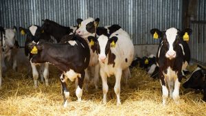 Минсельхозпрод РТ объявил о приеме заявок на возмещение части затрат для ЛПХ