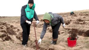 Больше 8000 деревьев высадили в Альметьевском районе